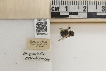 Media type: image;   Entomology 790902 Aspect: Labels